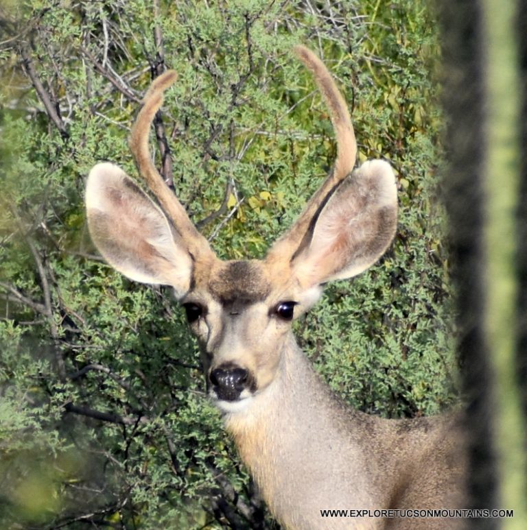 TUCSON WILDLIFE PHOTO GALLERY - Explore the Tucson Mountains