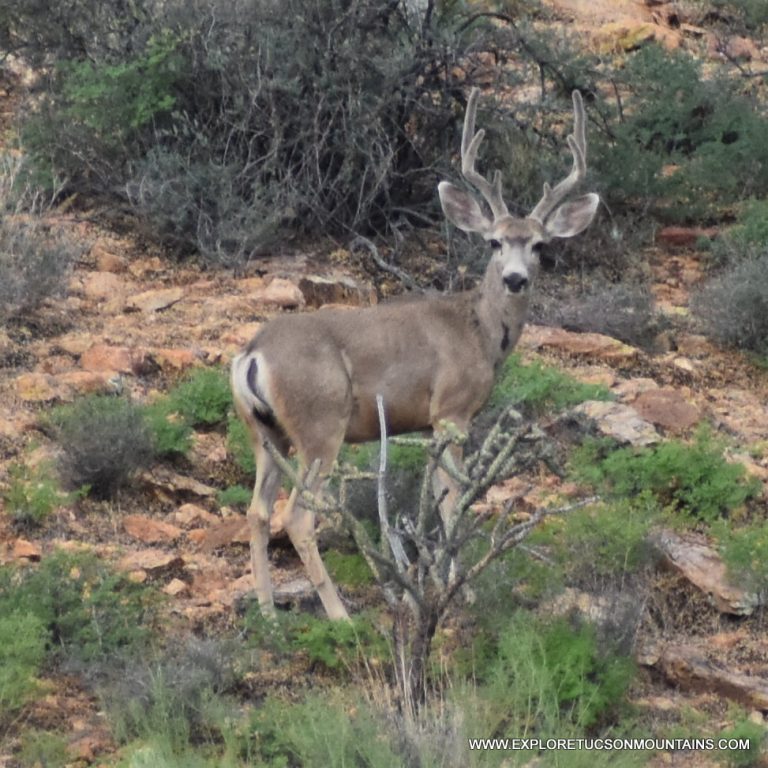 MULE DEER TUCSON MOUNTAINS TRAIL CAM