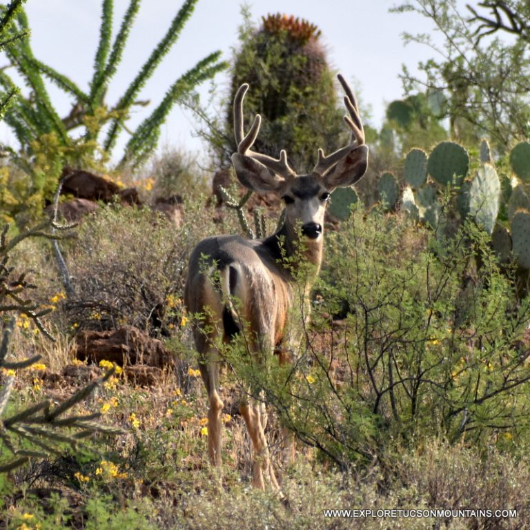 MULE DEER BUCK_091