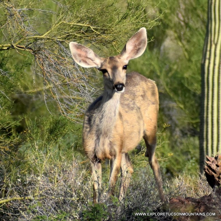 MULE DEER DOE_036