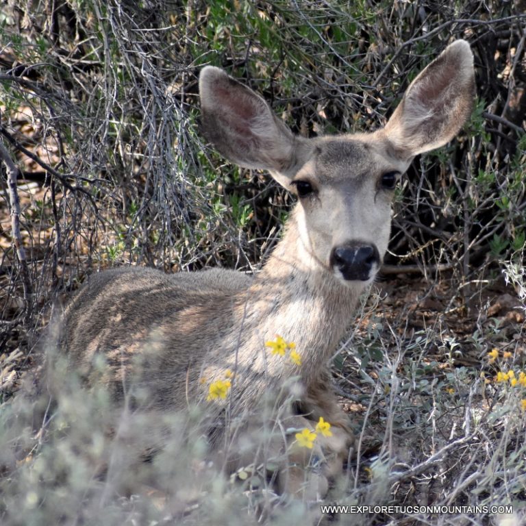 MULE DEER ARE A COMMON SITE ON TUCSON GOLF RANGES