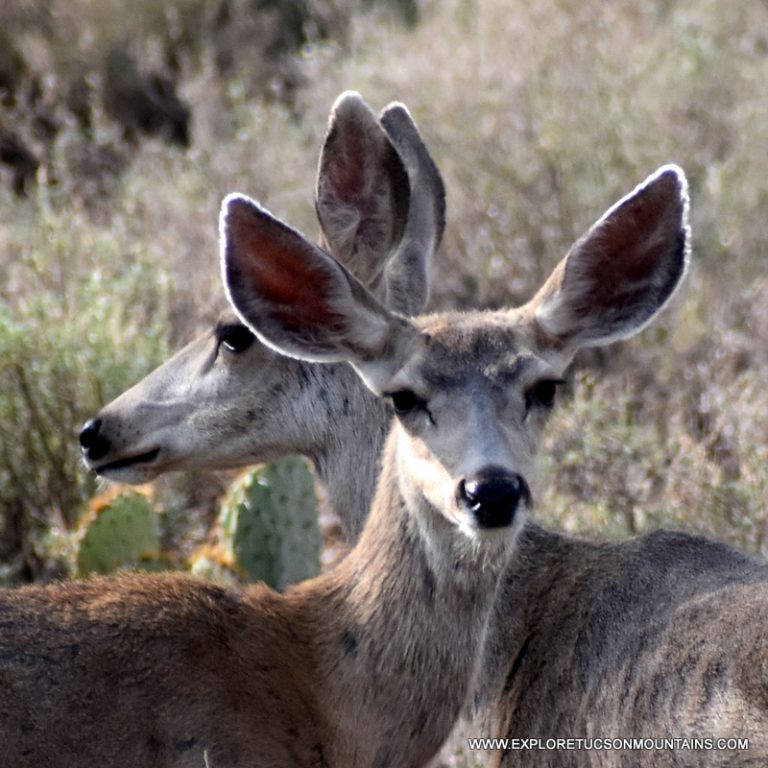 MULE DEER ARE A COMMON SITE ON TUCSON GOLF RANGES