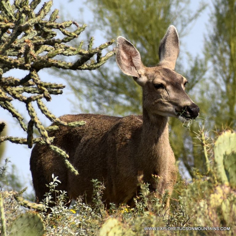 MULE DEER DOE_110