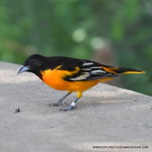 NORTHERN ORIOLE_005