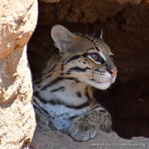 TUCSON MOUNTAINS OCELOT