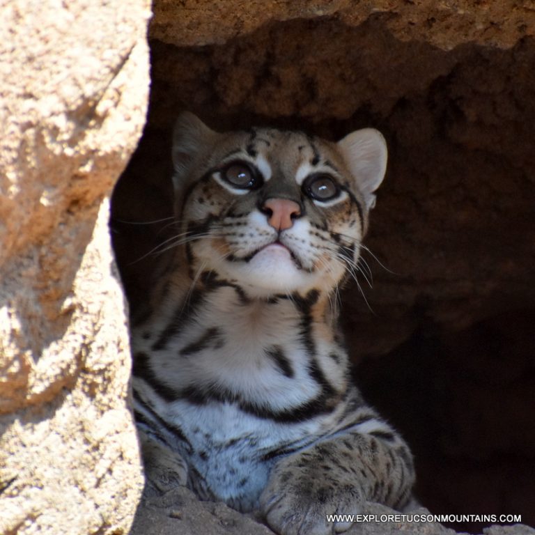 OCELOT_017