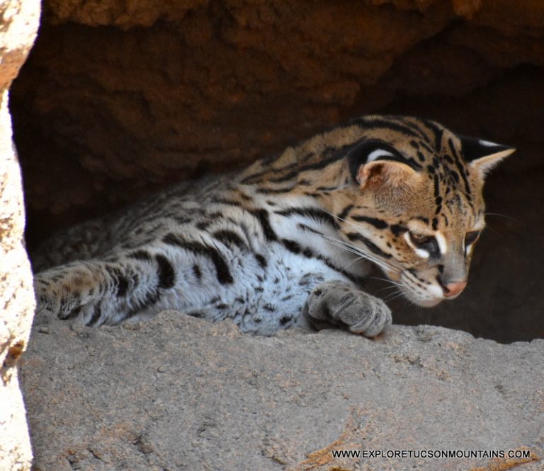 OCELOT_033