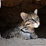 TUCSON MOUNTAINS OCELOT