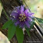 PASSIFLORA INCENSE