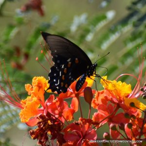 TUCSON INSECTS - TUCSON PHOTO GALLERY