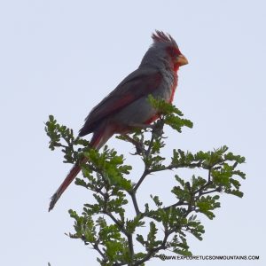 PYRRHULOXIA_008-001