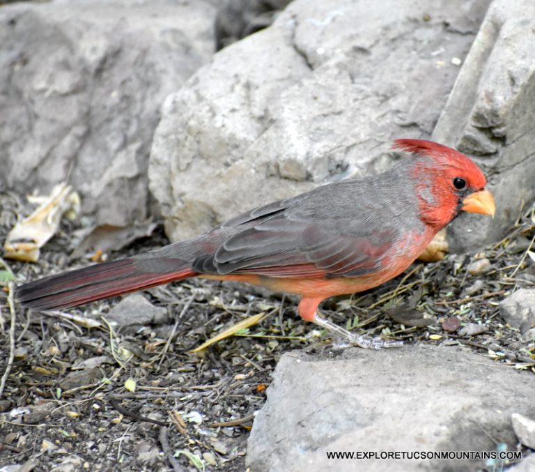 PYRRHULOXIA_014