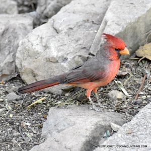 PYRRHULOXIA_015