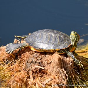 RED-EARED SLIDER_037