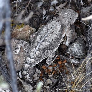 REGAL HORNED LIZARD_004