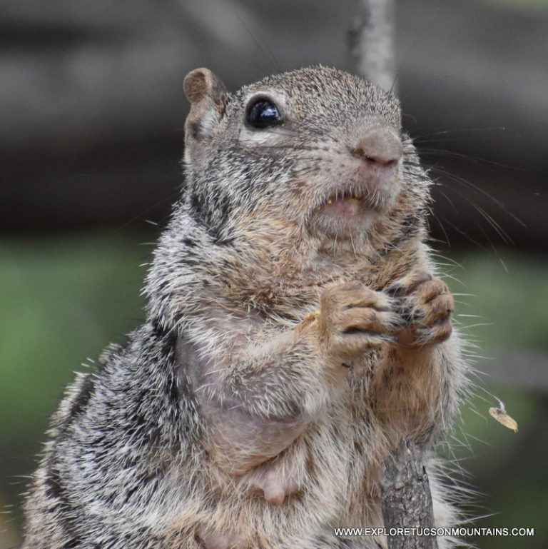 ROCK SQUIRREL_002