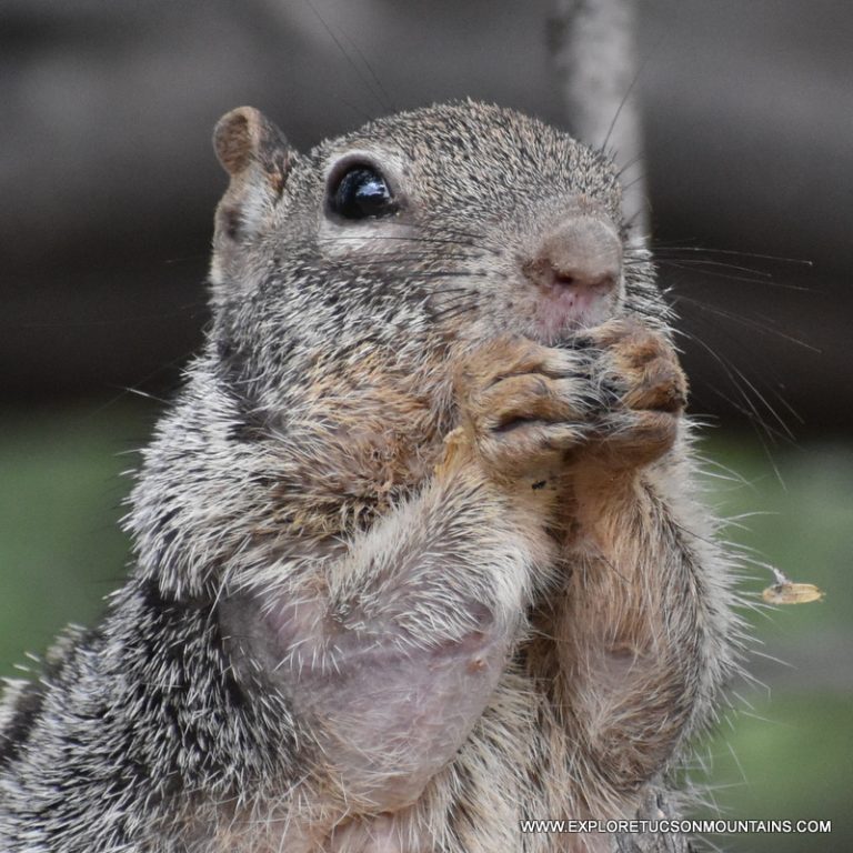 ROCK SQUIRREL_003