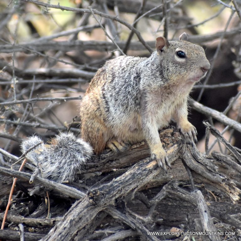 ROCK SQUIRREL_027