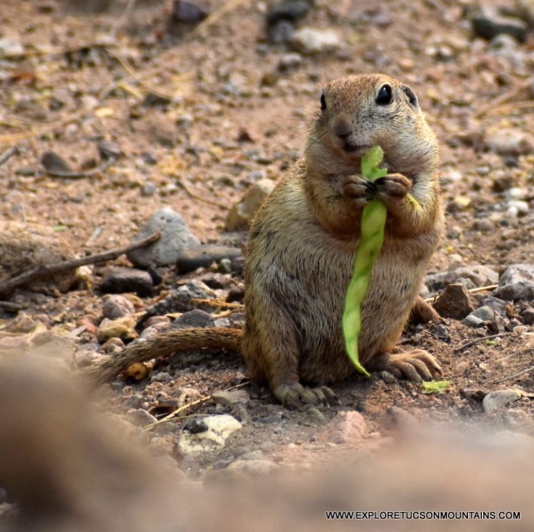 ROUND-TAILED SQUIRREL_012