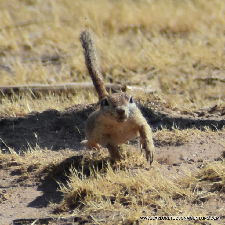 ROUND-TAILED SQUIRREL_038 (3)