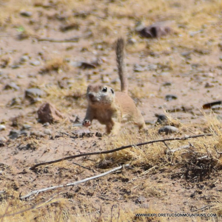 ROUND-TAILED SQUIRREL_039 (2)