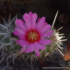 TUCSON DESERT FLOWERS - TUCSON PHOTO GALLERY