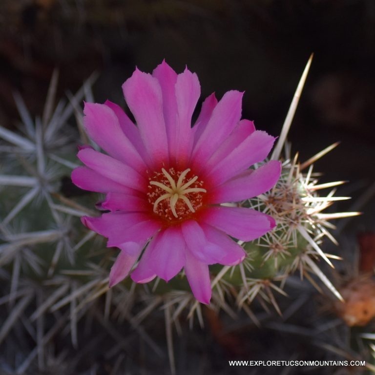 TUCSON DESERT FLOWERS - TUCSON PHOTO GALLERY