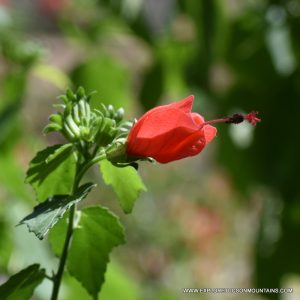 TUCSON DESERT FLOWERS - TUCSON PHOTO GALLERY