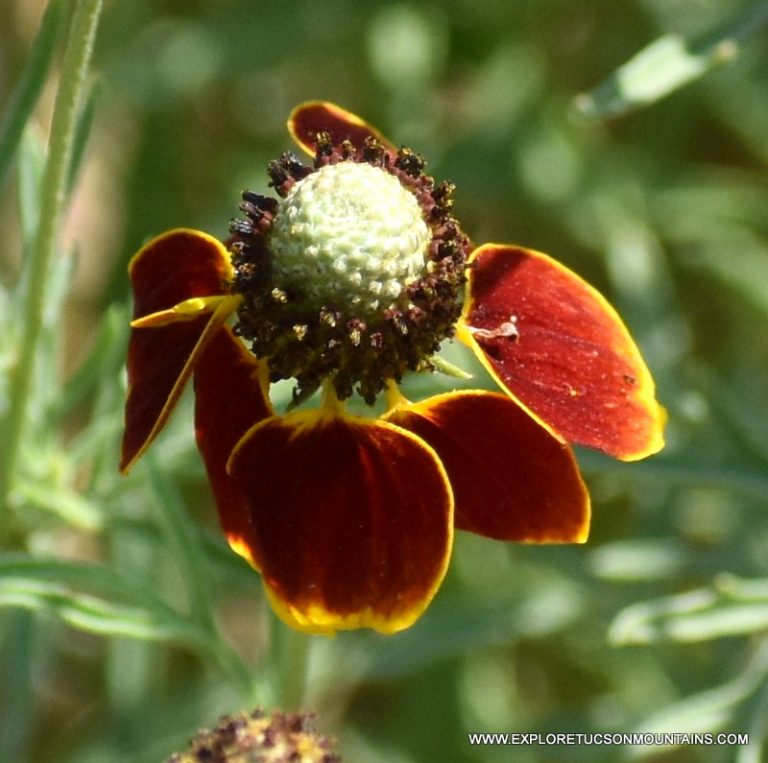 TUCSON DESERT FLOWERS - TUCSON PHOTO GALLERY