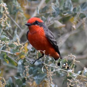 VERMILION FLYCATCHER_082