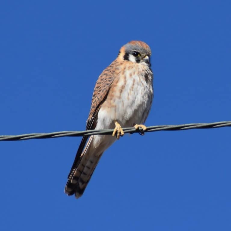 AMERICAN KESTREL