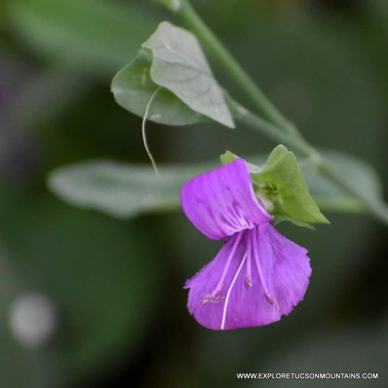 ARIZONA FOLDWING