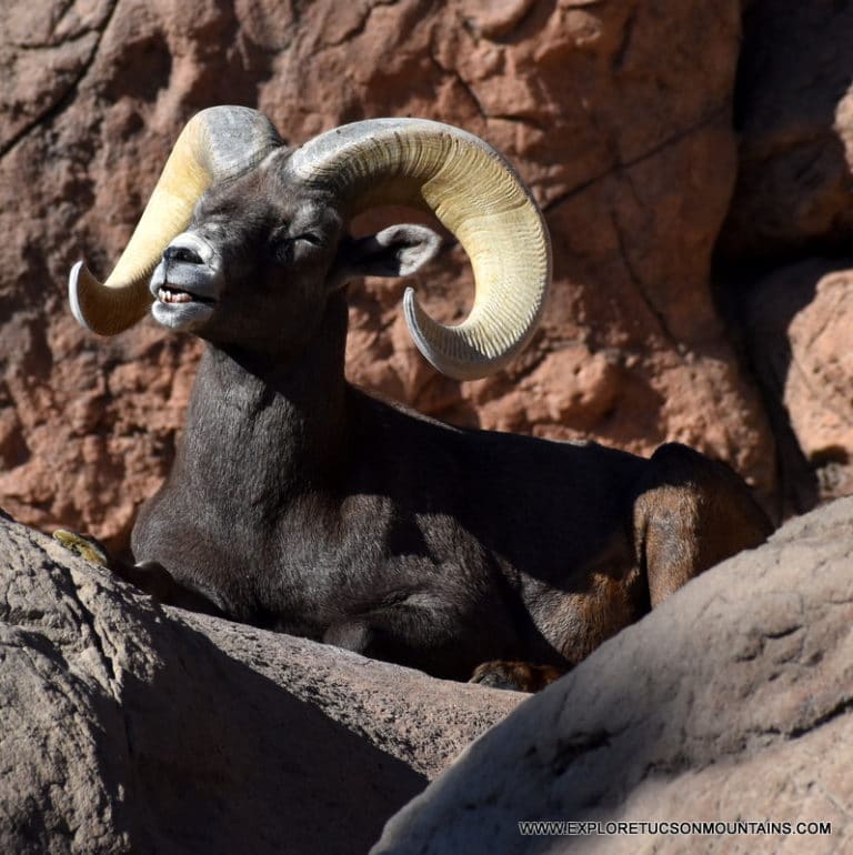 BIG HORN SHEEP