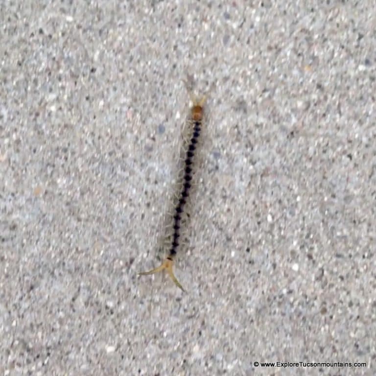 COMMON CENTIPEDE