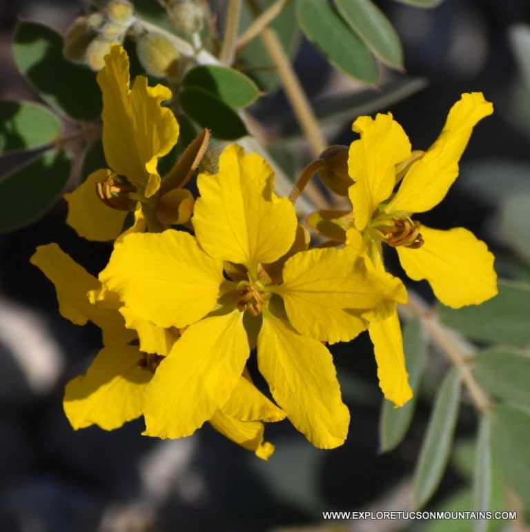 COUES SENNA