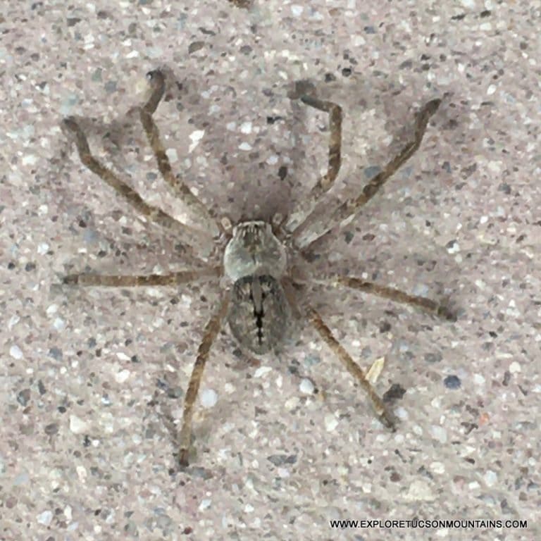 GIANT CRAB SPIDER