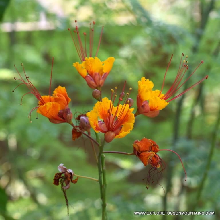 MEXICAN BIRD OF PARADISE