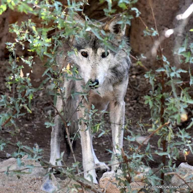 MEXICAN GREY WOLF