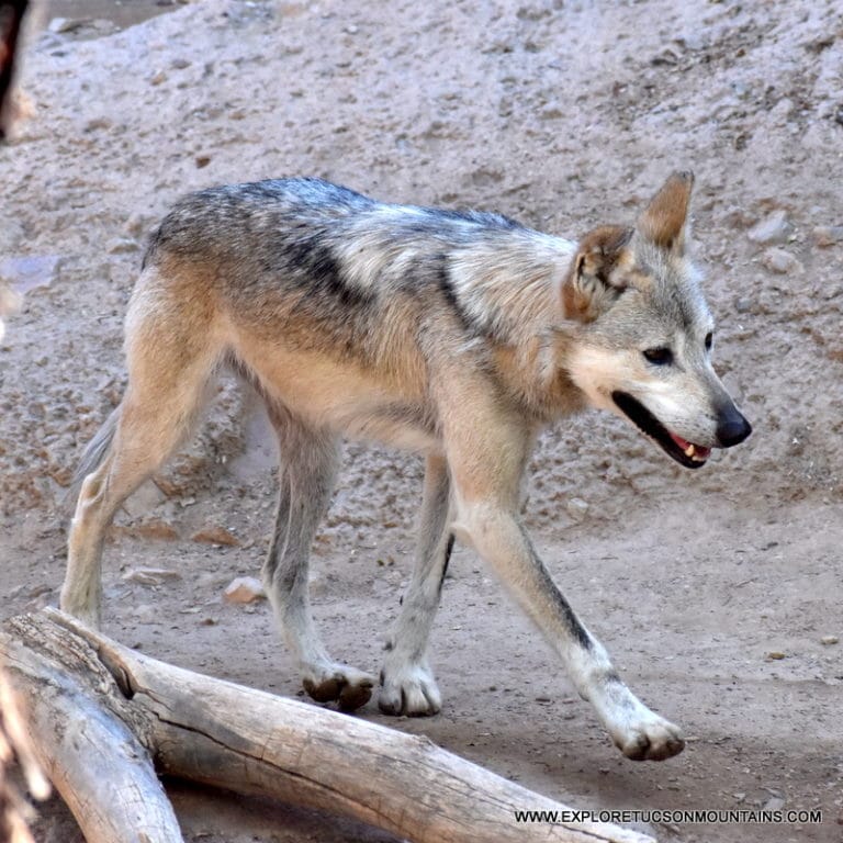 MEXICAN GREY WOLF