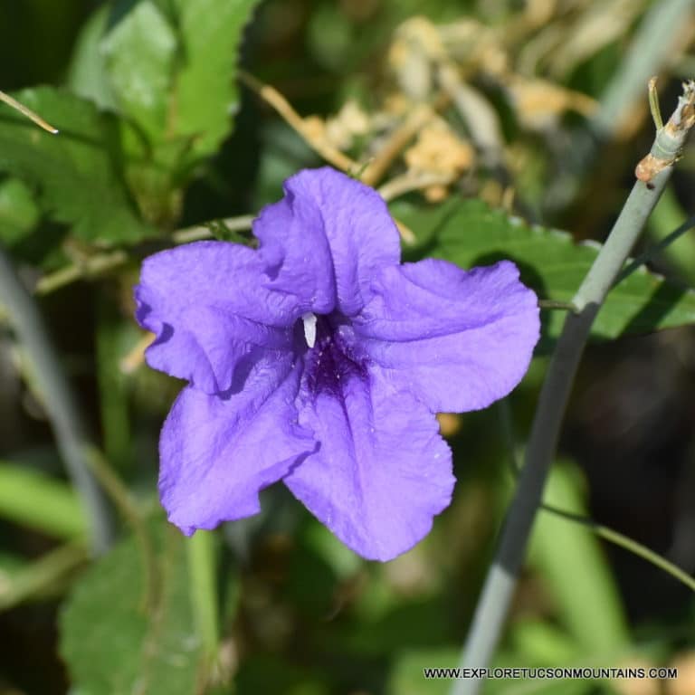 MEXICAN RUELLIA_003