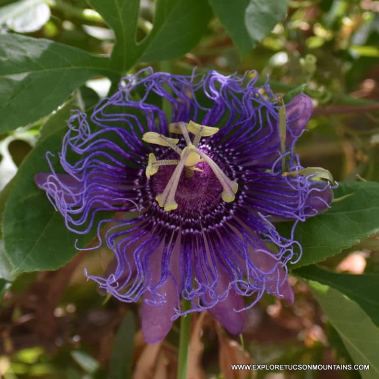 PASSIFLORA INCENSE